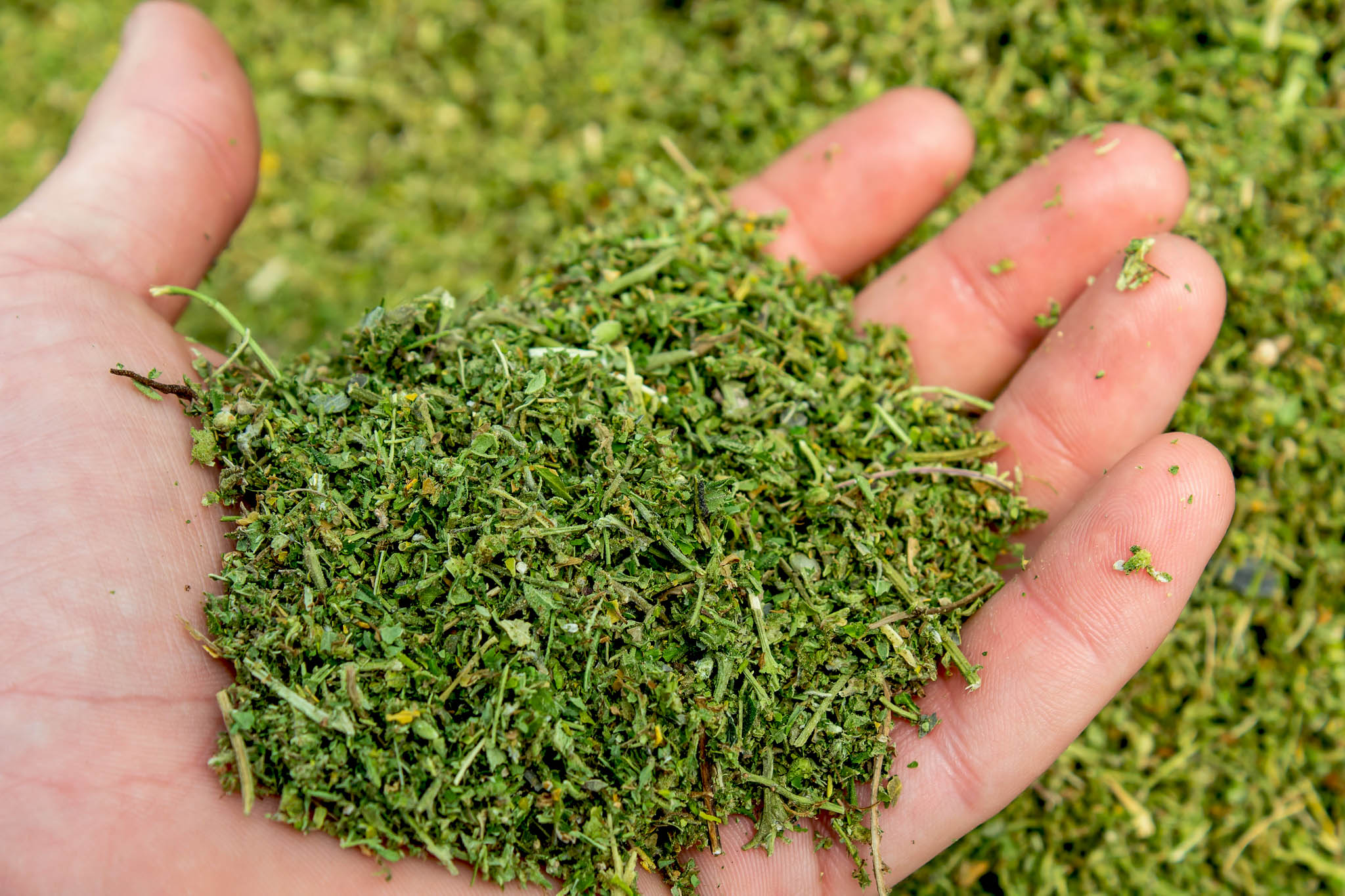 Hemp Biomass