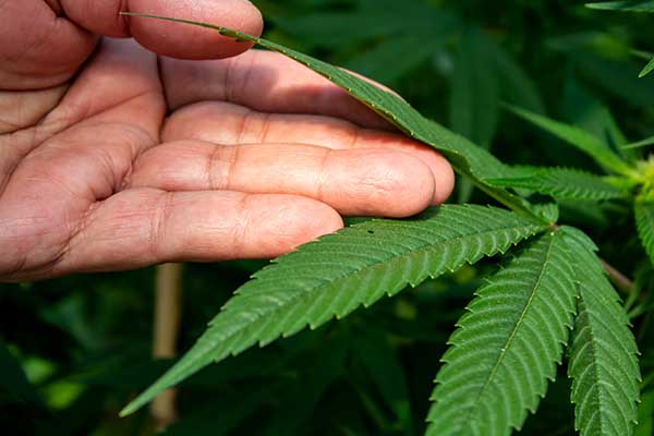 Hemp Crop Futures