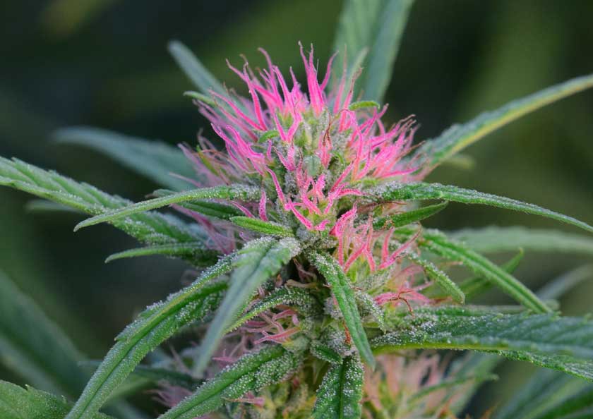 Berry Blossom Genetics from iHEMPx and HGH