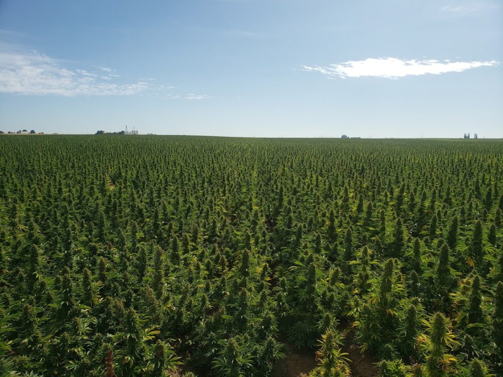 Auto Flower hemp strains