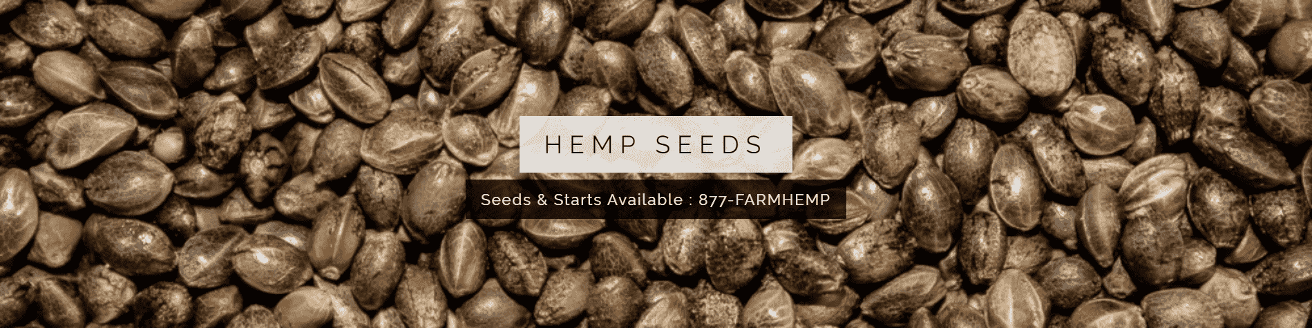 banner with feminized hemp seeds