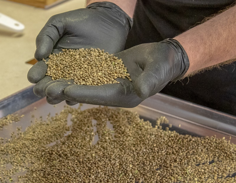 picture with best feminized hemp seeds