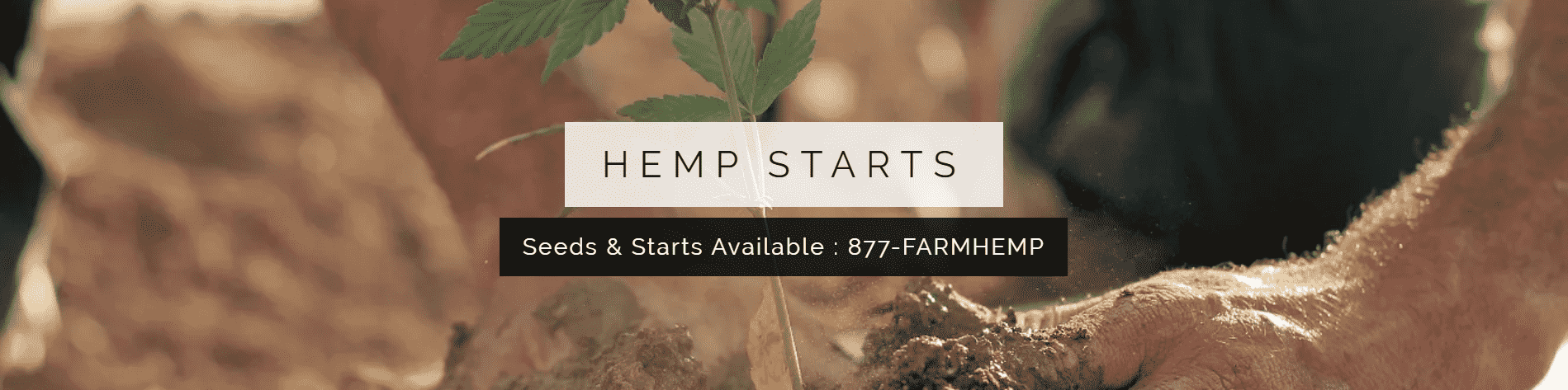 banner with hemp starts with very high cbd content