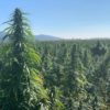 Matterhorn CBG Seeds - Image 2