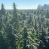 Matterhorn CBG Seeds - Image 3