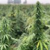 Matterhorn CBG Seeds - Image 4