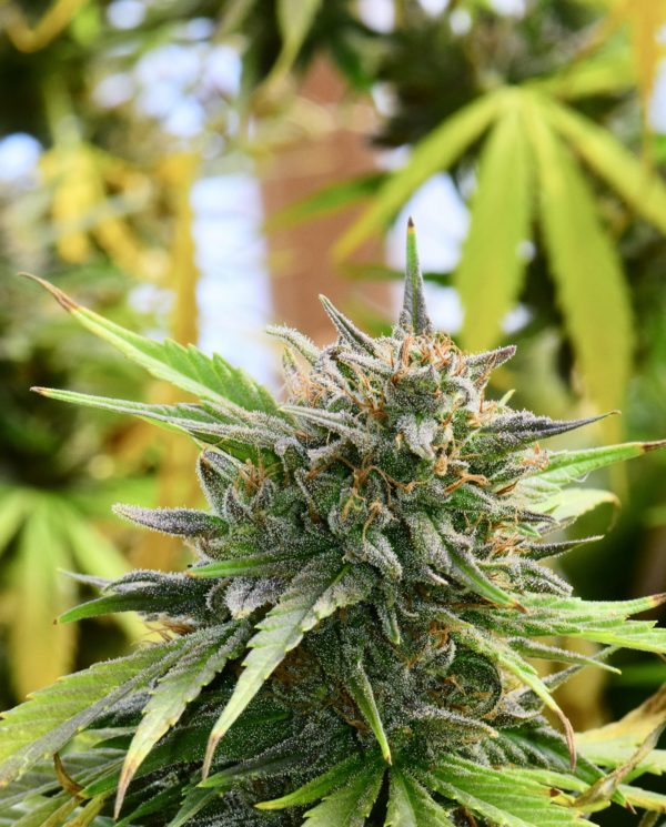Hemp Flower Close up from iHEMPx