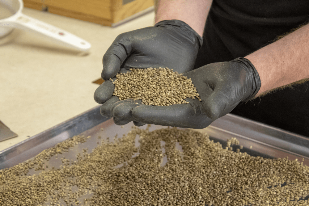 iHEMPx Hemp Seeds and Genetics in hands