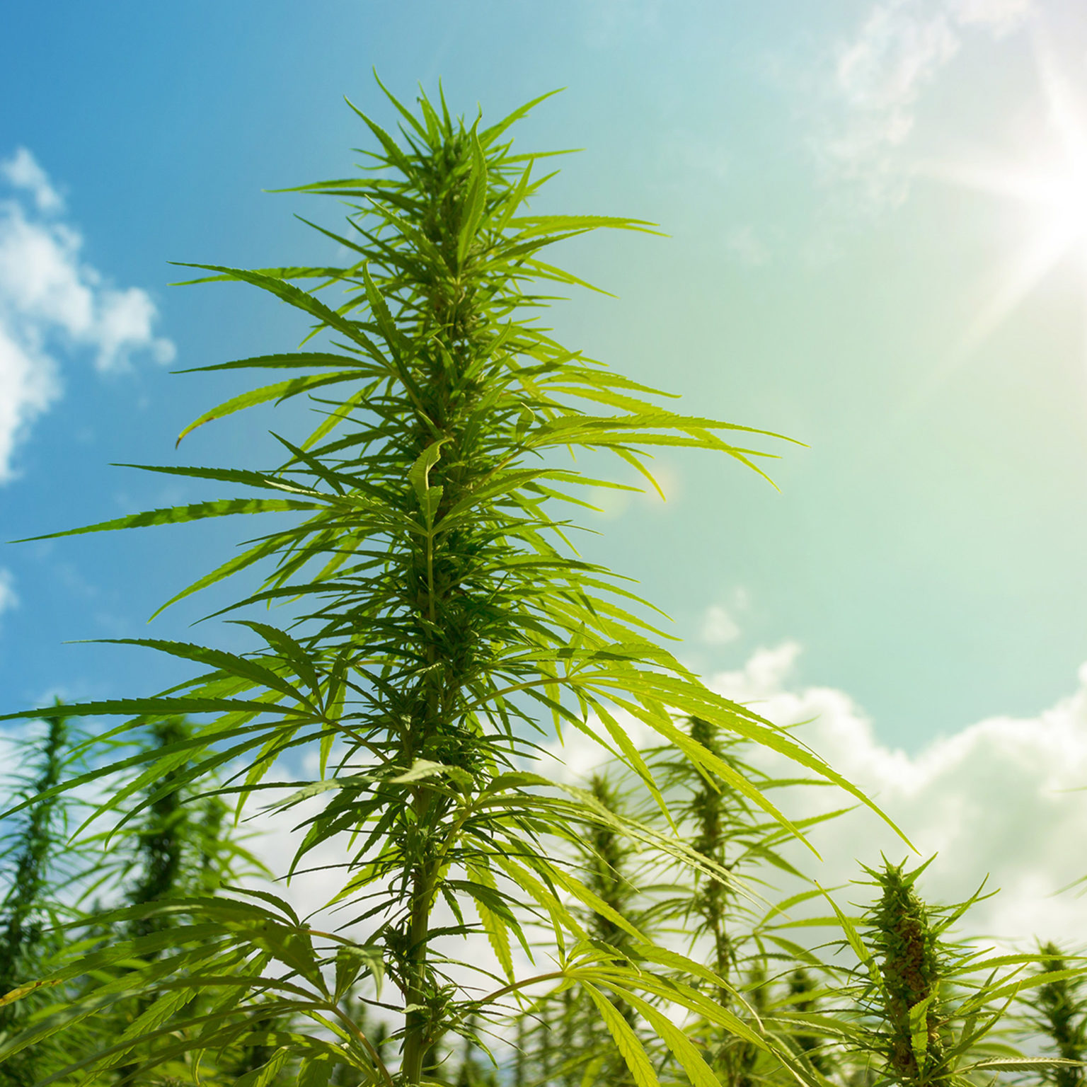 Feminized Hemp Seeds and Starts Catalog iHEMPx