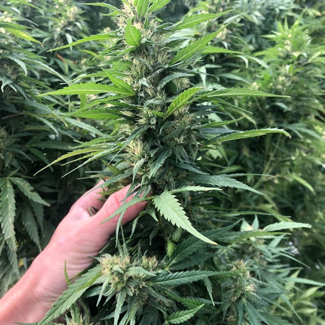 ArkRyder CBD by High Grade Hemp Seed at iHEMPx