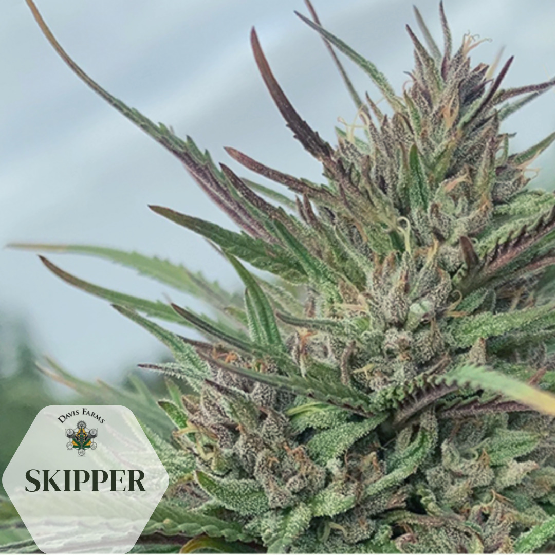 Skipper Hemp at iHEMPx